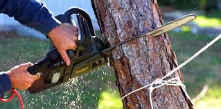 Best Utility Line Clearance  in Chaparral, NM