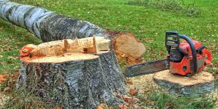 How Our Tree Care Process Works  in  Chaparral, NM