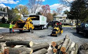 Best Fruit Tree Pruning  in Chaparral, NM