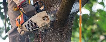 Best Aeration Services  in Chaparral, NM