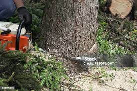Best Tree Maintenance Programs  in Chaparral, NM