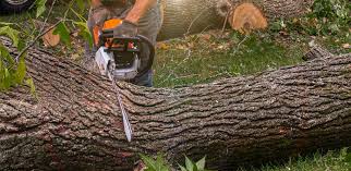 Best Artificial Turf Installation  in Chaparral, NM