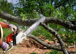 Best Tree Preservation Services  in Chaparral, NM