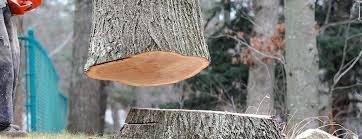 Best Tree Removal  in Chaparral, NM