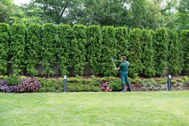 Best Lawn Mowing  in Chaparral, NM