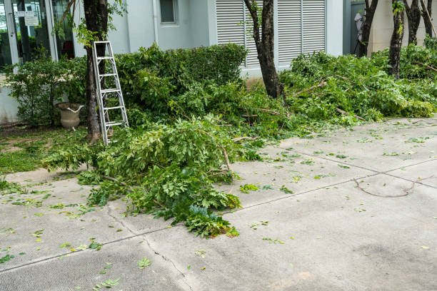 Best Tree Trimming and Pruning  in Chaparral, NM