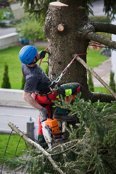 Best Tree Mulching  in Chaparral, NM