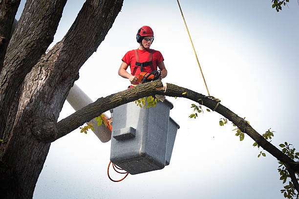 Chaparral, NM Tree Removal Company