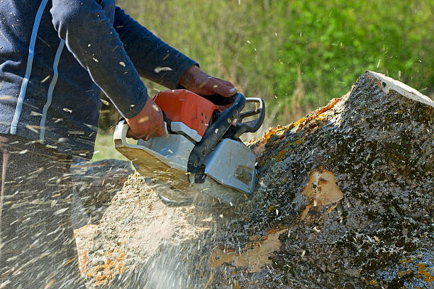 Best Tree and Shrub Care  in Chaparral, NM
